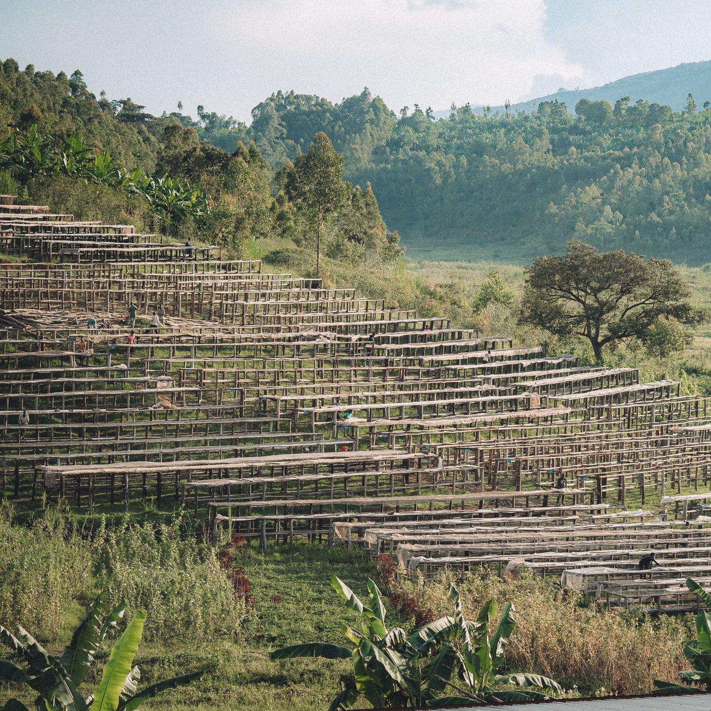 Burundi Ninga (Anaerobic Honey)