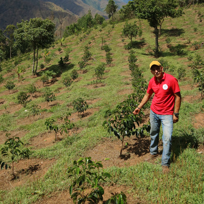 Ecuador El Alisal Sidra (Anaerobic Washed)
