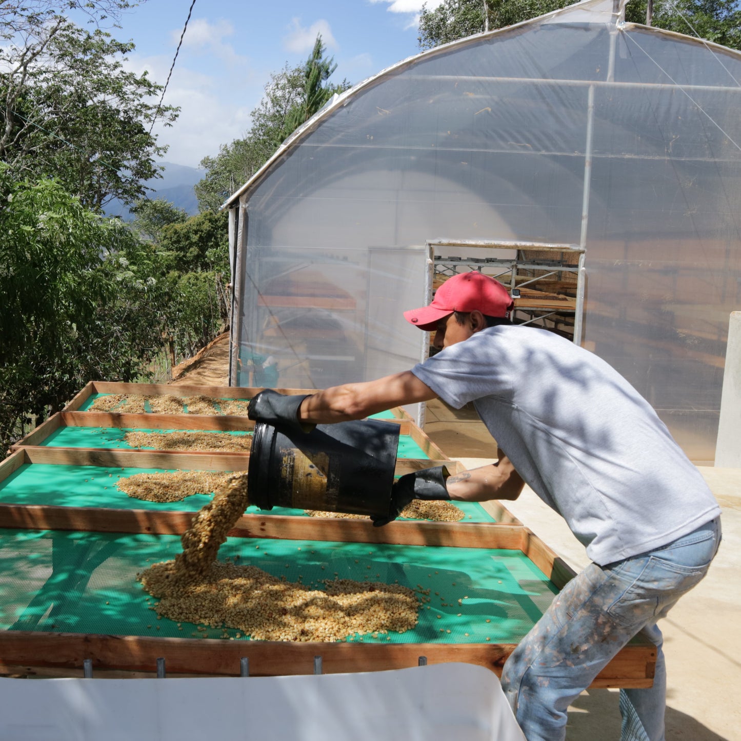 Ecuador El Alisal Sidra (Anaerobic Washed)