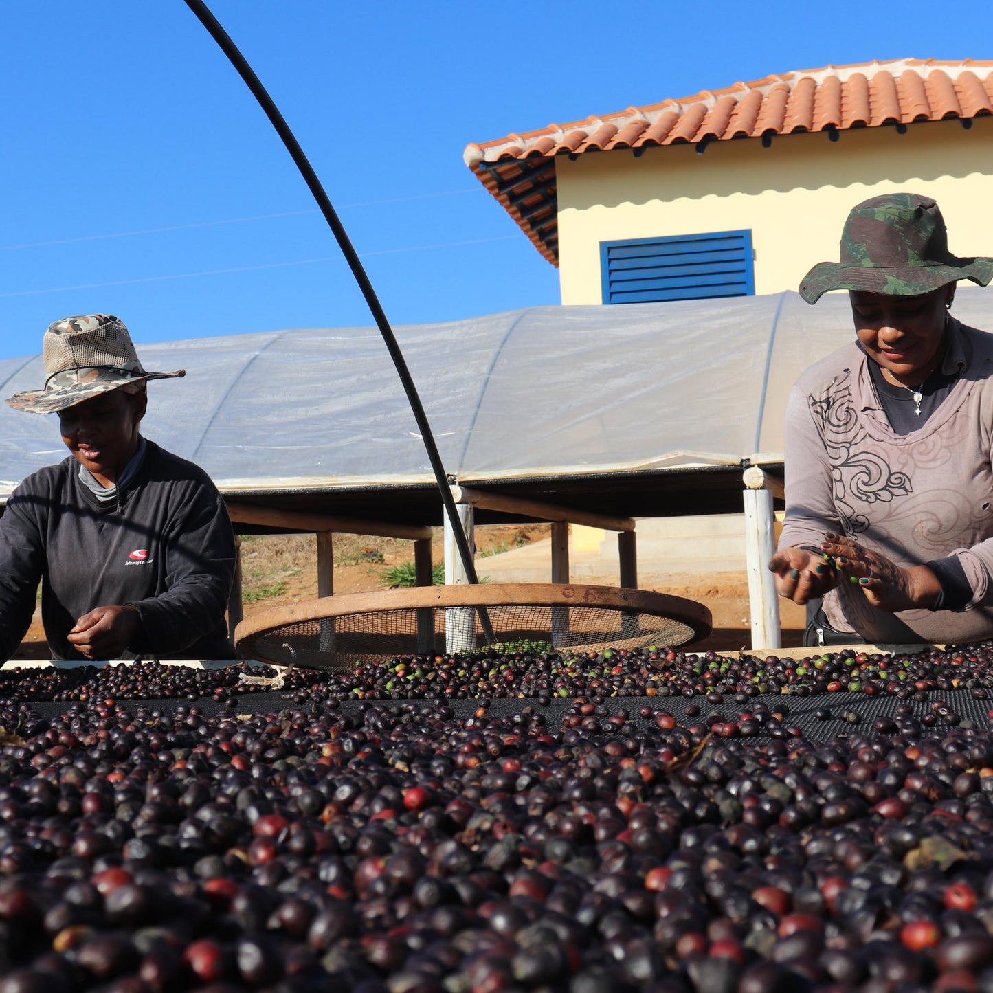 Brazil Santa Clara SanCup (Natural)