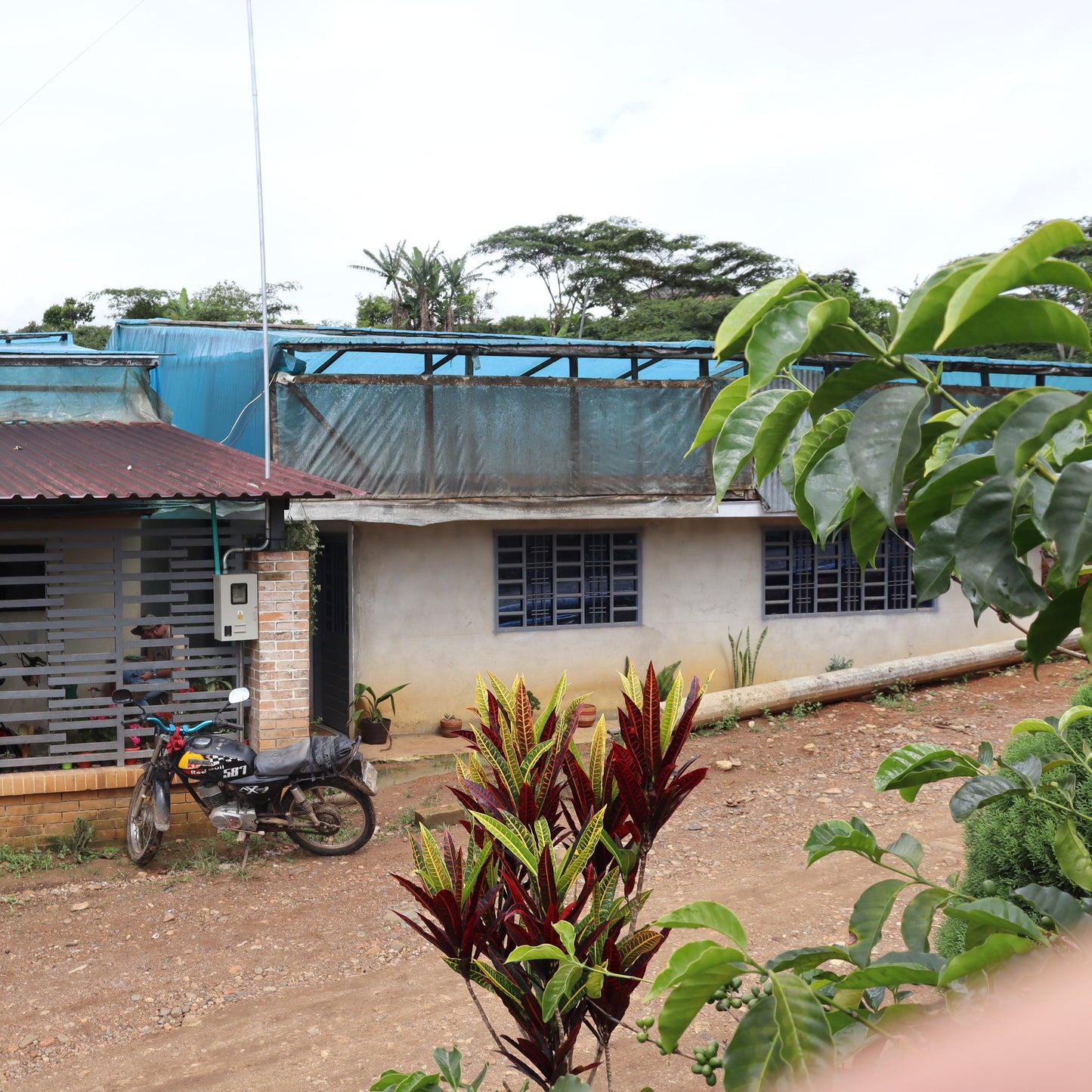 Colombia Villa Betulia Ombligon (Washed)