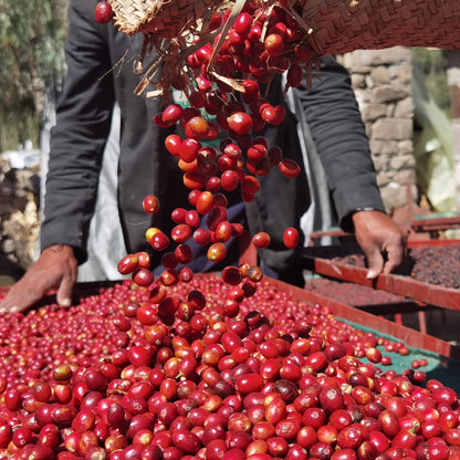 Pre Order : Yemen Fawaz Ali - Mokha Haraz (Natural)